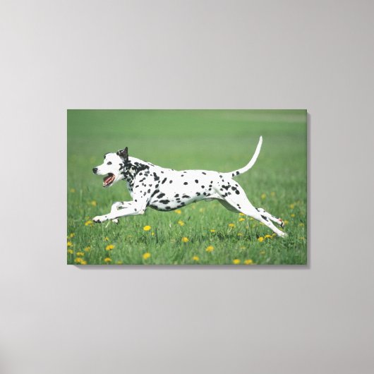 Dalmatiaans aan het rennen canvas afdruk (Voorkant)