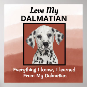 Dalmatiaans aangepast Poster