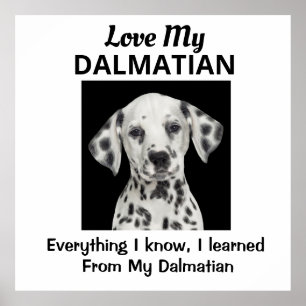 Dalmatiaans aangepast Poster