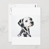 Dalmatiaans Briefkaart (Voorkant / Achterkant)