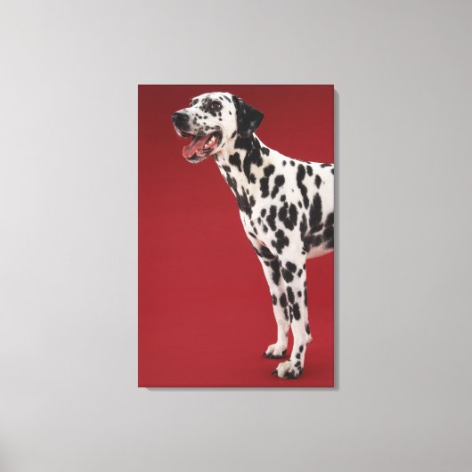 Dalmatiaans Canvas Afdruk (Voorkant)