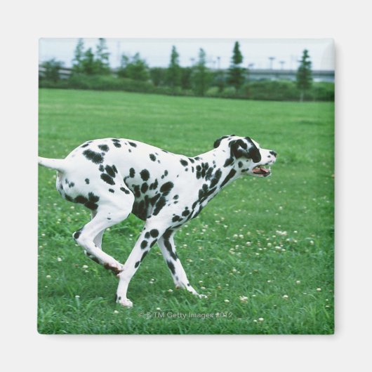 Dalmatiaans Magneet (Voorkant)