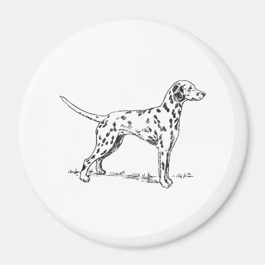 Dalmatiaans Magneet (Voorkant)