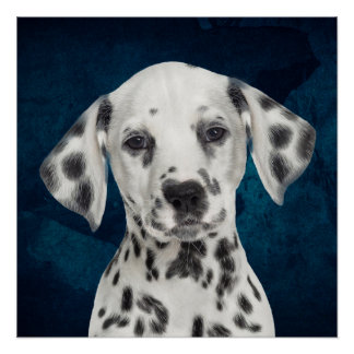 Dalmatiaans Perfect Poster