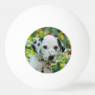 Dalmatiaanse Baby Dog Puppy Foto van Cute Black sp Pingpongballen