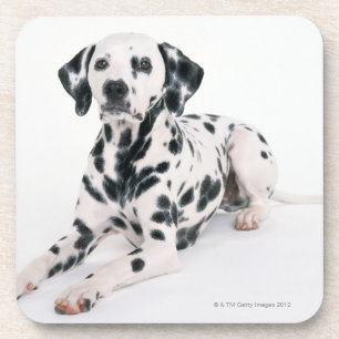 Dalmatian 4 bier onderzetter