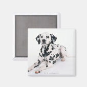 Dalmatian 4 magneet (Voorkant / Achterkant)