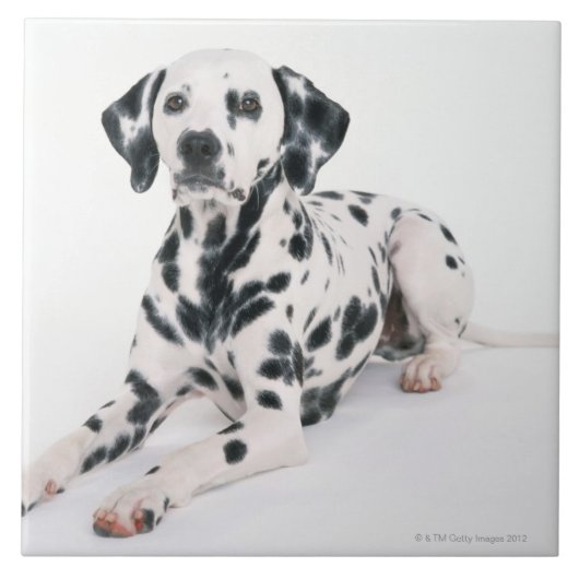 Dalmatian 4 tegeltje (Voorkant)
