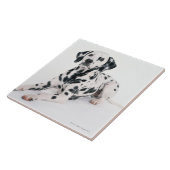Dalmatian 4 tegeltje (Zijkant)