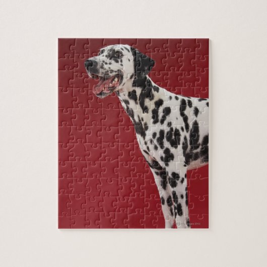 Dalmatian 6 legpuzzel (Verticaal)