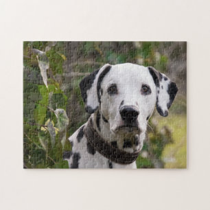 Dalmatian Dog Legpuzzel