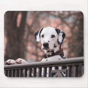 Dalmatian Dog Muismat