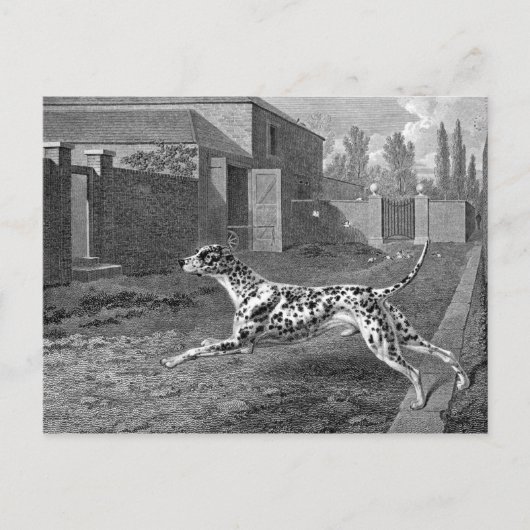 Dalmatian Dog Tekening Briefkaart (Voorkant)