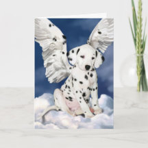 Dalmatian Engel Puppy