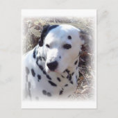 Dalmatian Fire Dog Briefkaart (Voorkant)