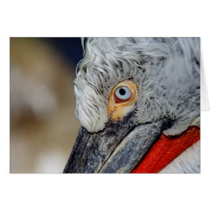 Dalmatian Pelican