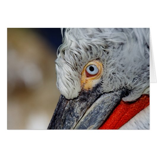 Dalmatian Pelican (Voorkant Horizontaal)