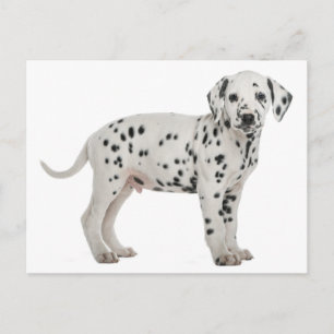 Dalmatian Puppy Dog Hallo, Dank u, Liefde, sorry Briefkaart