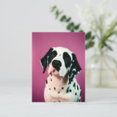 Dalmatie, Carte postale de poste (Debout devant)