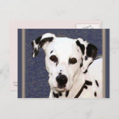 Dalmatie "Mayday" ~ Carte postale (Devant / Derrière)