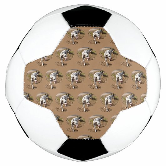 Dalmatien Brown, (Devant)