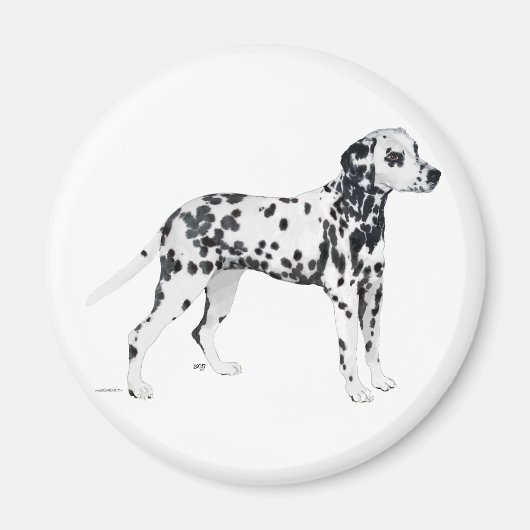 Dalmatiër Magneet (Voorkant)