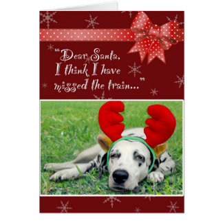 Dalmatiër Miss Train Red