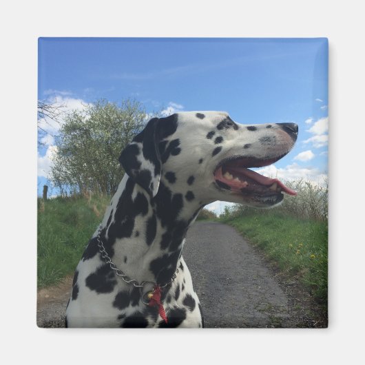Dalmatiër op Wandelpad, Zonnige Dag Magneet (Voorkant)