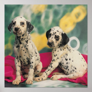 Dalmatiër Puppies Poster