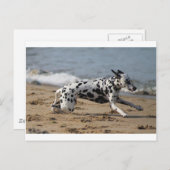 Dalmation Briefkaart (Voorkant / Achterkant)