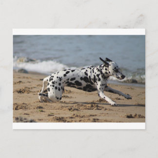 Dalmation Briefkaart