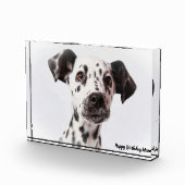 Dalmation Dog. Fotoblokken (Rechts)