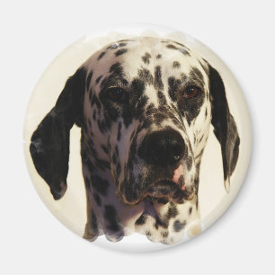 Dalmation Dog Magnet Magneet