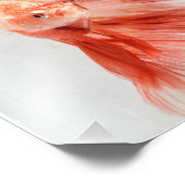 Dalmation Halfmoon Betta FIsh Foto Afdruk (Hoek)