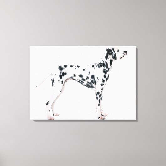 Dalmatisch 2 canvas afdruk (Voorkant)