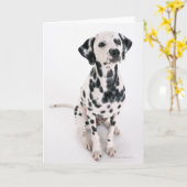 Dalmatisch Kaart (Gele Bloem)