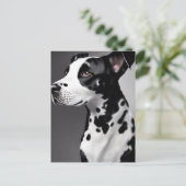 Dalmatisch, Postcrossing Briefkaart (Staand voorkant)