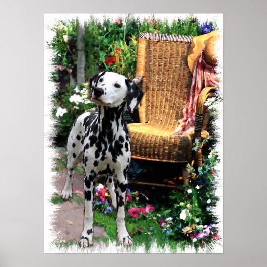 Dalmatische Art Print (Voorkant)
