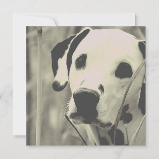 dalmatische hond (Voorkant)