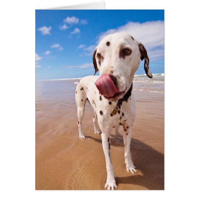 Dalmatische hond op strand (Voorkant)