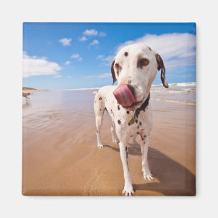 Dalmatische hond op strand magneet