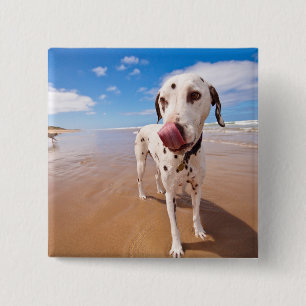 Dalmatische hond op strand vierkante button 5,1 cm