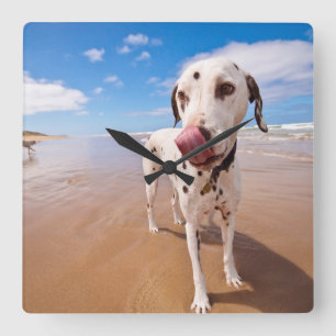 Dalmatische hond op strand vierkante klok