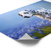 Dalmatische hond poster (Hoek)