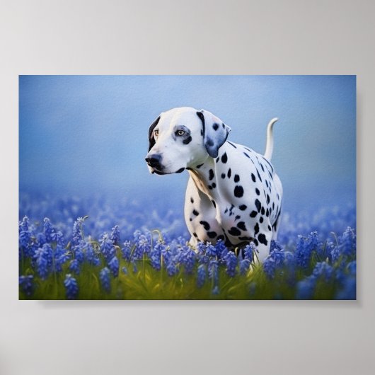 Dalmatische hond poster (Voorkant)