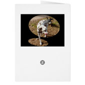 Dalmatische Popout Kunst, Verjaardagskaart (Achterkant)