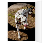 Dalmatische Popout Kunst, Verjaardagskaart (Binnen (Links))