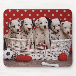 Dalmatische Puppies in een mousepad Muismat