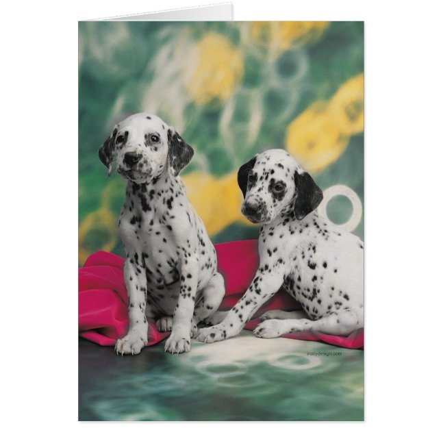 Dalmatische Puppies Kaarten (Voorkant)