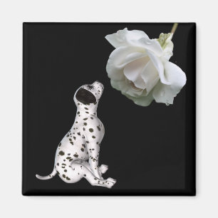 Dalmatische puppy en witte rozenmagneet magneet